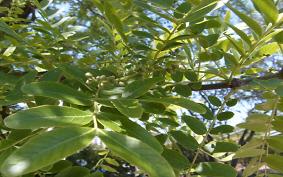 회화나무 사진