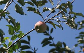 사과나무 사진
