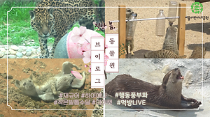 [영상] 6월의 동물원 - 먹방, 행동풍부화 브이로그! 사진