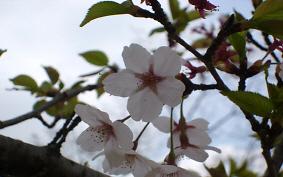 왕벚나무 사진