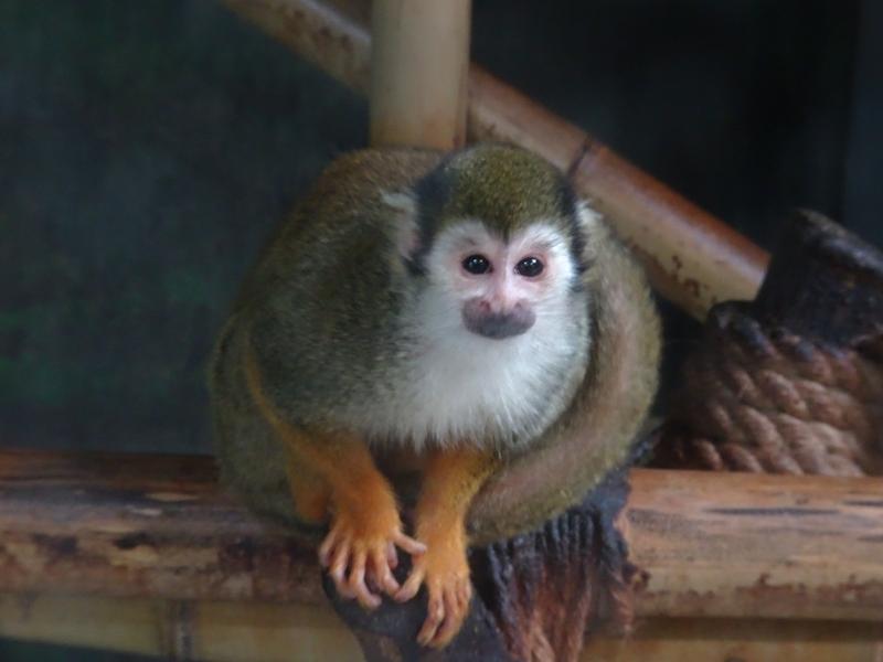 다람쥐원숭이1.jpg 이미지