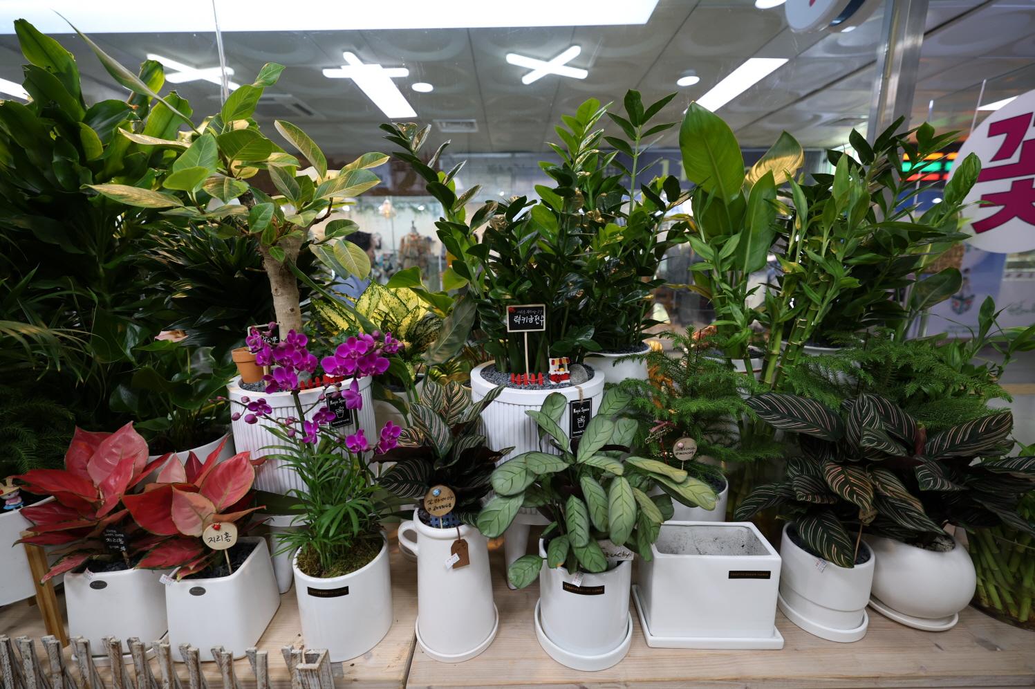  꽃누리화원 상품2