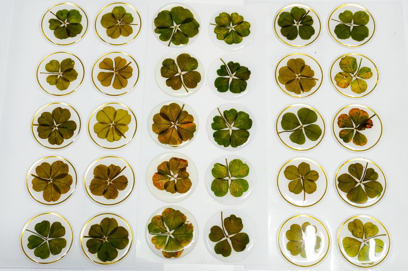 흙 바둑카페 상품1