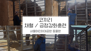 [서울어린이대공원 동물원] 코끼리 채혈 및 긍정강화훈련 사진