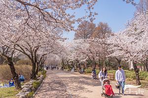 서울어린이대공원 봄풍경 사진
