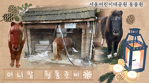 [오늘의 ZOO] 12월 동물원 - 미니말 사진