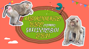 [동물원 쿠키영상] 10월 돼지꼬리원숭이편 사진